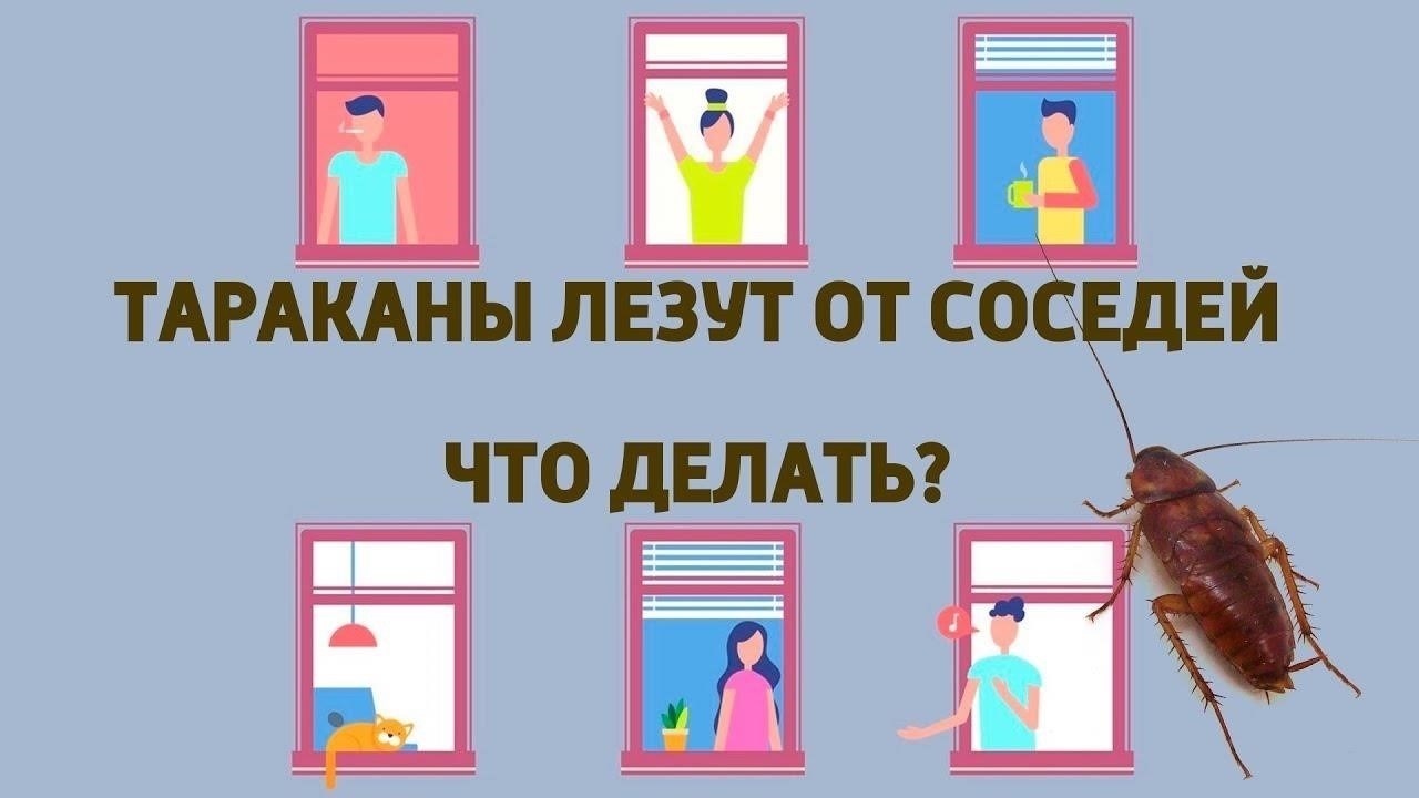 Что делать, если тараканы появились у ваших соседей